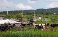 Sin avance ganadería regional