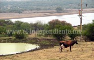 Bajas ventas, causa de cese de compra de leche