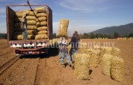 Mil 500  hectáreas de papa, meta de productores para este ciclo