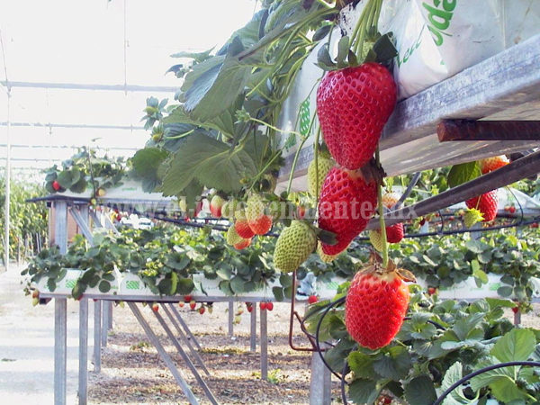 Agricultores acuerdan apostar por hidroponía para fortalecer producción de fresa