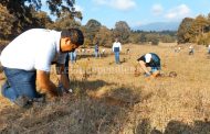 RAFA MELGOZA, CANDIDATO A LA PRESIDENCIA MUNICIPAL DE TANGANCÍCUARO, PLANTÓ 250 PINOS EN EL CERRO GRANDE