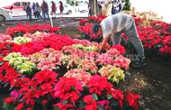 A la alza precio de noche buena de temporada en Las Palomas