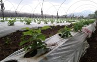 Brindarán herramientas para control de plagas y evitar sequedad de plantas de fresa