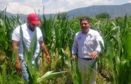 Falta de lluvia comienza a generar plagas y resiembra de cultivos de granos