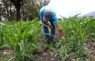 Irregularidad del periodo de lluvias puede ocasionar sequía en superficie de maíz