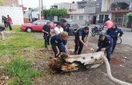 Continúa rescate de áreas verdes en el Fraccionamiento Miguel Hidalgo