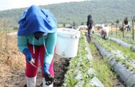 El Gobierno de Zamora prepara capacitación en el buen uso y manejo de agroquímicos.