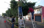 Plaga desconocida seca árboles en Zamora