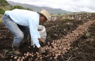 Productores de papa enfrentan dificultades en precio de producto