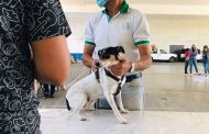 Exitosa campaña de esterilización para perros y gatos en Jacona