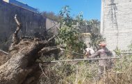 Retiran árbol para evitar alguna contingencia en Jacona