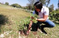 Gobierno de Jacona realiza diversas acciones de reforestación en el municipio