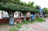 Realizan mantenimiento de árboles al interior de atrio de templo en la colonia Arboledas