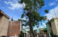 Retiran árbol en el Infonavit Arboledas