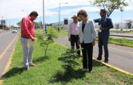 Arranca campaña de reordenamiento ecológico en áreas verdes de acceso norte