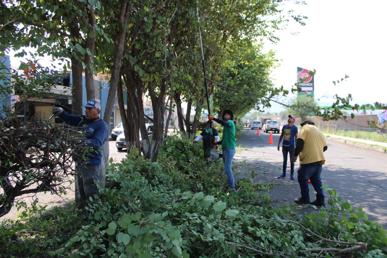 Realizan poda de árboles y arbustos en la Avenida Ferrocarril