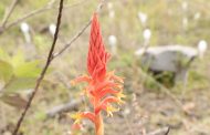 Encuentran alumnos del Tec de Zamora orquídea única; inician proyecto de conservación