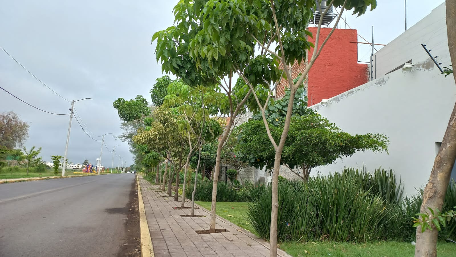 Lamentan robo de árboles de vía verde y plantas de zona centro