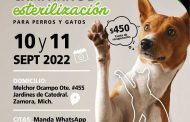 Esterilización evita tumores en mascotas, además controla la sobrepoblación y maltrato