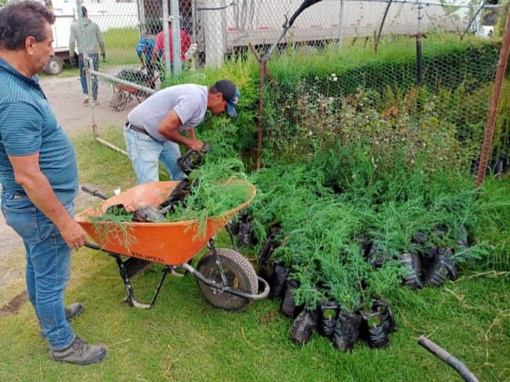 Realizan mantenimiento de áreas verdes en fraccionamiento Paseo del Bosque