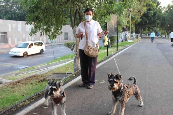 Realizarán campaña de esterilización para perros y gatos