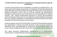 Necesaria la sustitución de especies invasoras en el Parque de Camécuaro