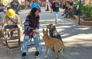 En puerta campaña de esterilización canina