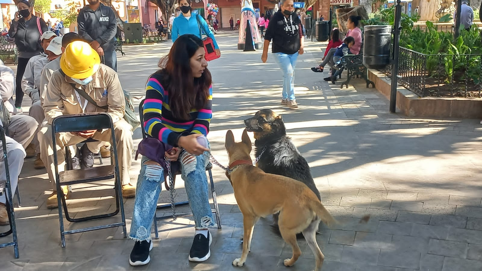 En puerta campaña de esterilización canina