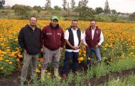 Alcalde promueve la flor de cempasúchil de productores jaconenses