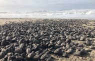 *Más de un millón de crías de tortuga marina, liberadas en campamentos de Michoacán*