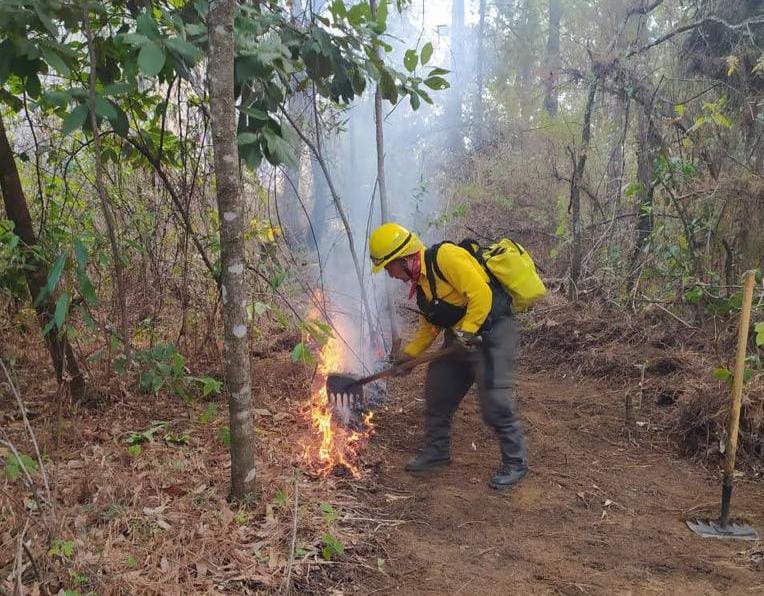 Más de 2 mil hectáreas siniestradas por incendios forestales en región Zamora