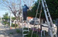 Mejoran imagen de área verde en Arboledas