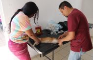 Realizarán campaña de esterilización para mascotas próximo 12 y 13 de noviembre