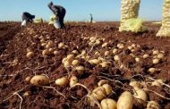 Productores piden freno a importación de papa extranjera de Estados Unidos