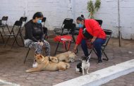 Fueron esterilizados de manera gratuita 200 perros y gatos en Zamora