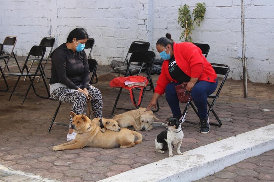 Fueron esterilizados de manera gratuita 200 perros y gatos en Zamora