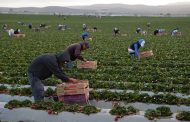 Prevalece fuga de jornaleros, afecta la productividad del campo y desarrollo económico regional