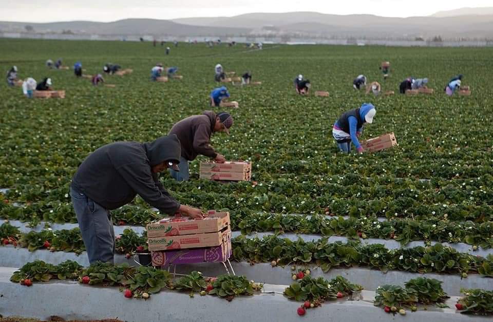 Prevalece fuga de jornaleros, afecta la productividad del campo y desarrollo económico regional