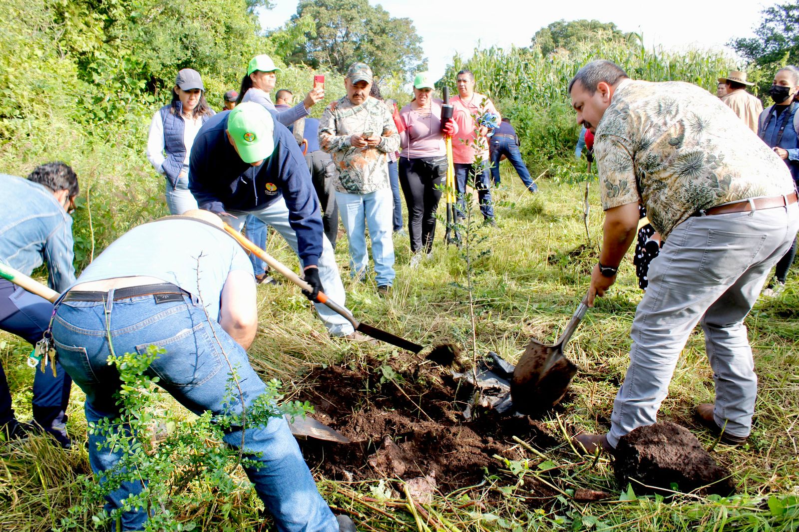 *Gobierno de Michoacán prepara certificación ambiental para cultivo de aguacate*