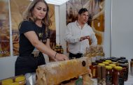 Agricultores deben apostar a las abejas para incrementar rentabilidad y la calidad del aguacate