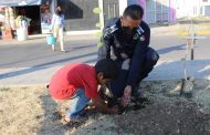 Reforestan alrededor de parque en Altamira