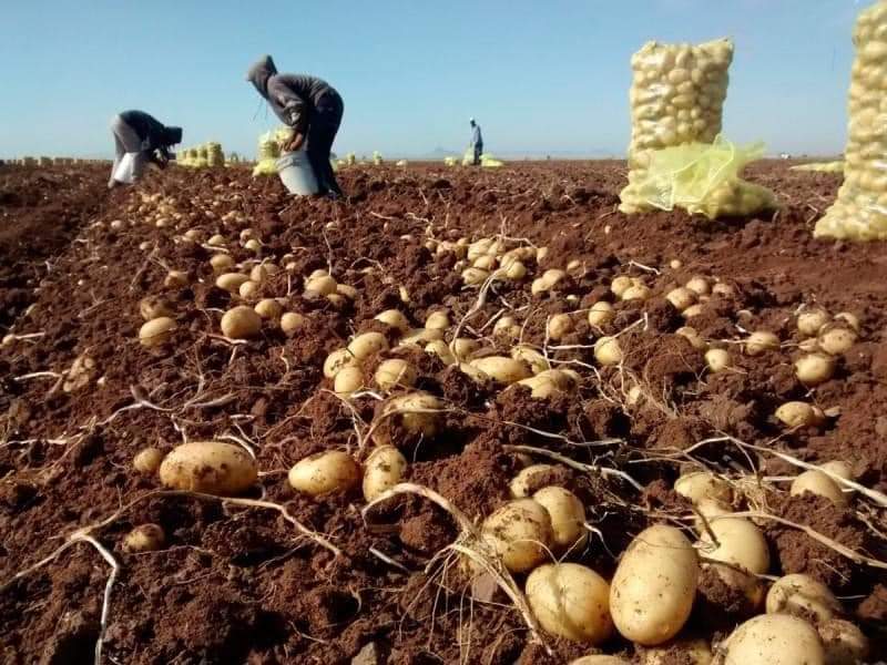 Importación de papa mantiene perjuicios para productores de la región