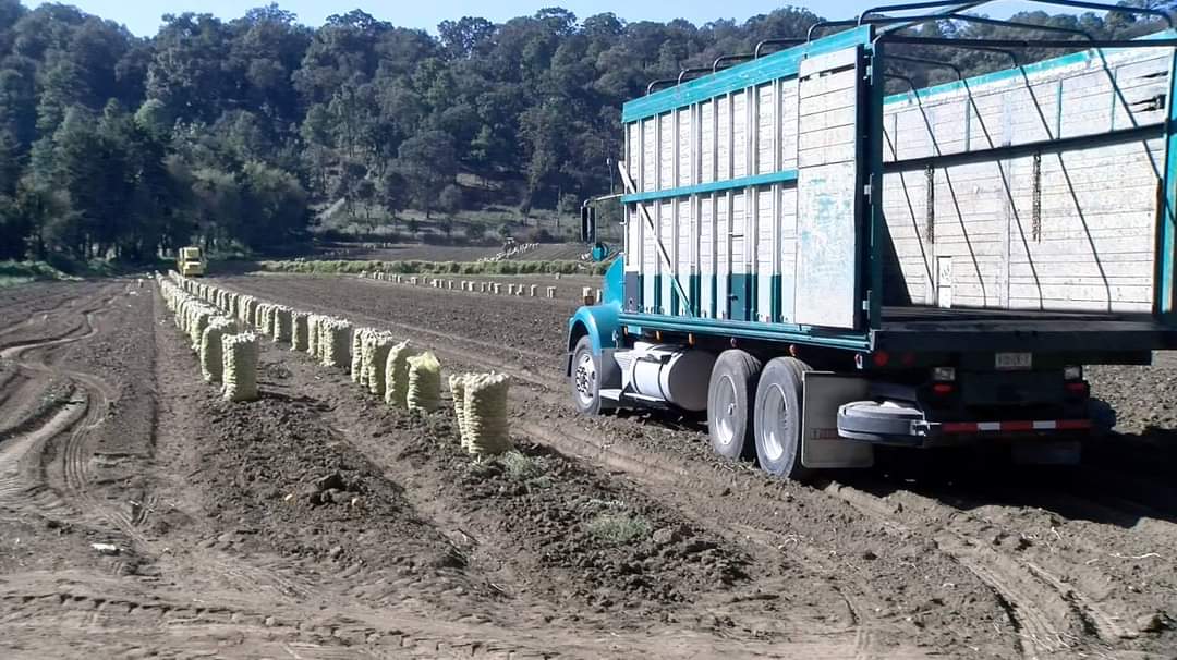 Cultivo de papa iniciará con costos de producción elevados en más del 50 por ciento