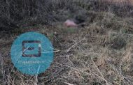 Joven zamorano es hallado muerto, con huellas de violencia y carcomido por animales