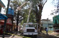 Derriban árbol de gran tamaño para evitar riesgos