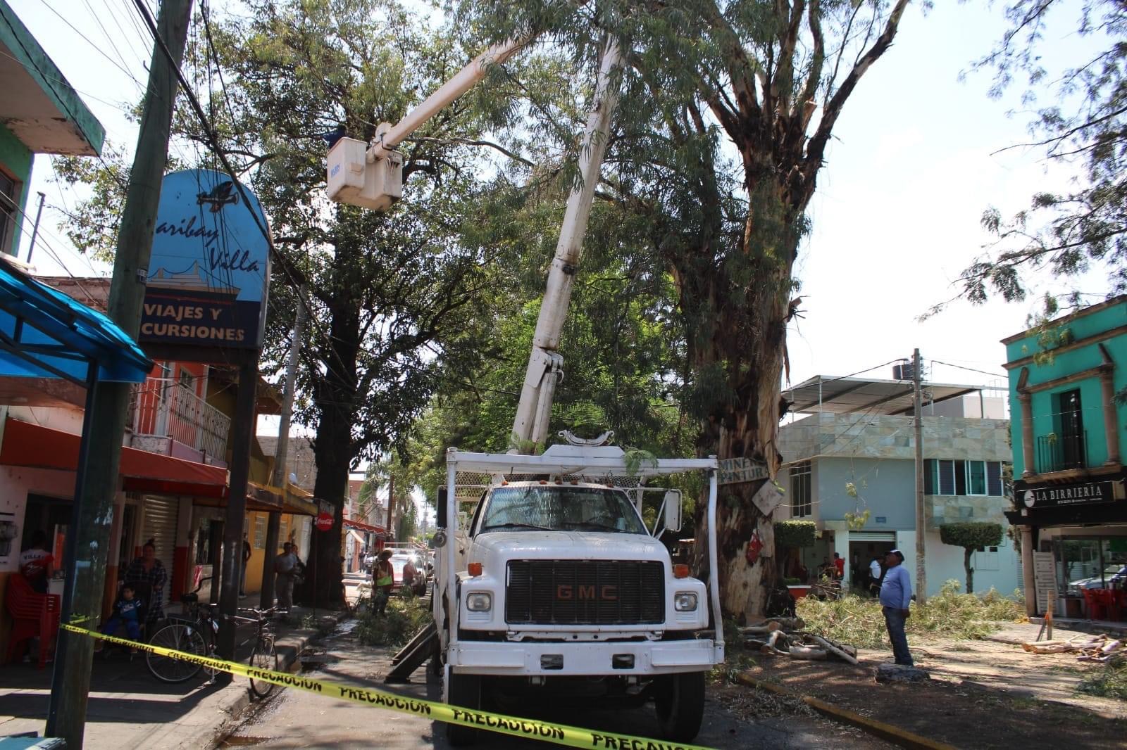 Derriban árbol de gran tamaño para evitar riesgos