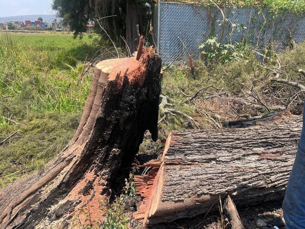 Derriban árbol en Fraccionamiento Villa las Flores