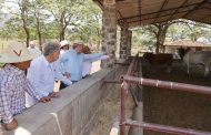 Bedolla y Cuauhtémoc Cárdenas visitan rancho ganadero de Tipítaro