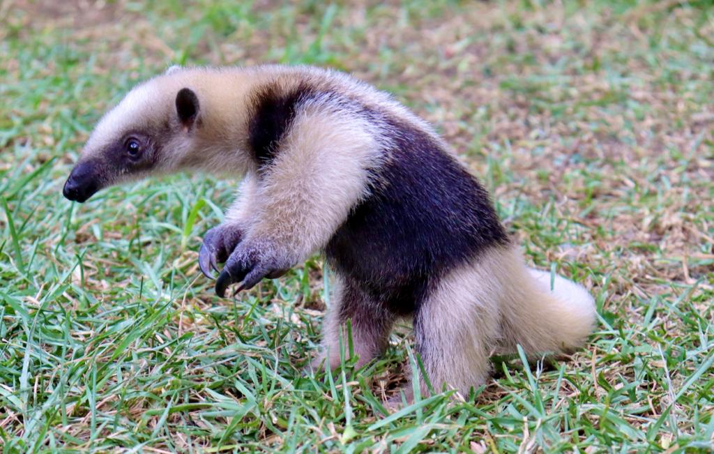 Traslada ZooMorelia a oso hormiguero a SLP