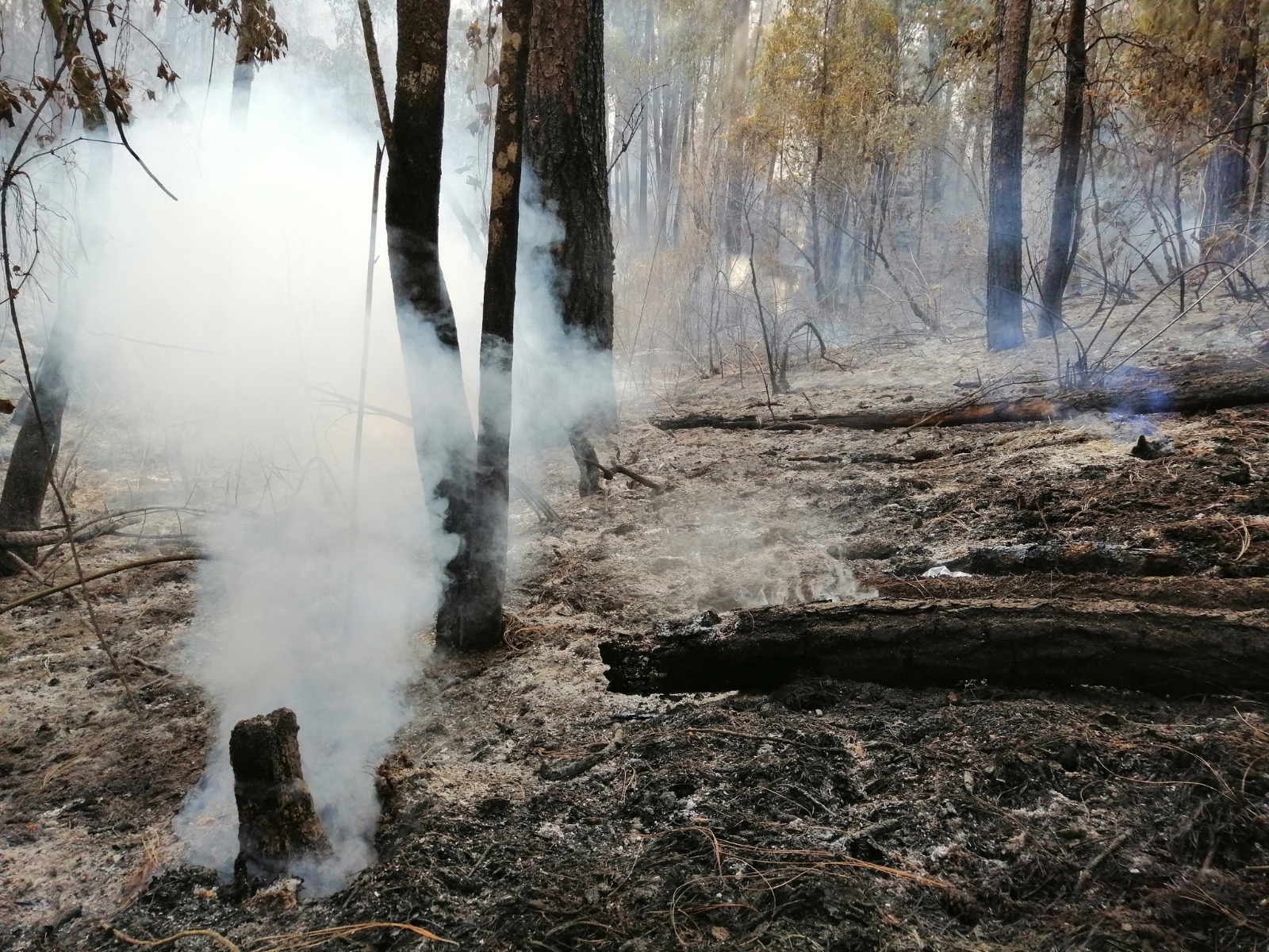 Baja 21% superficie afectada por incendios forestales en Michoacán en 2023: Cofom